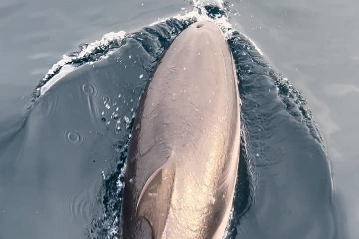 Dolphins at Sunset: Dream Cruise in the Bay of Taormina