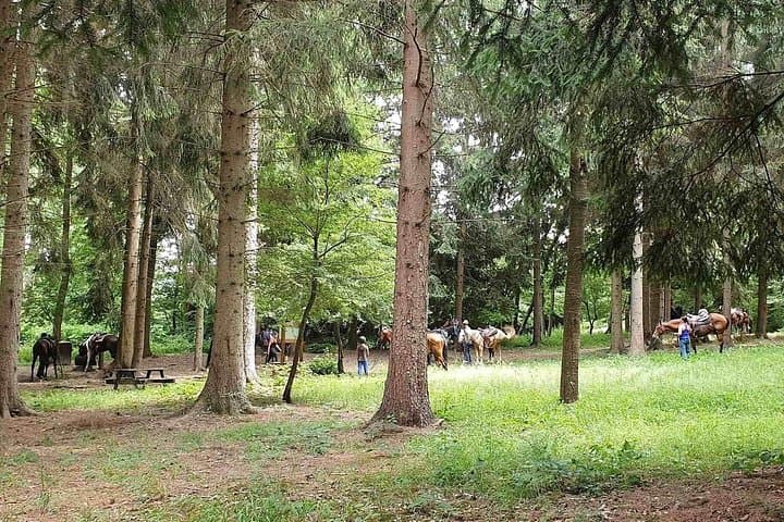 Horse Riding Adventure in Langhe: Piemonte's Scenic Vineyards