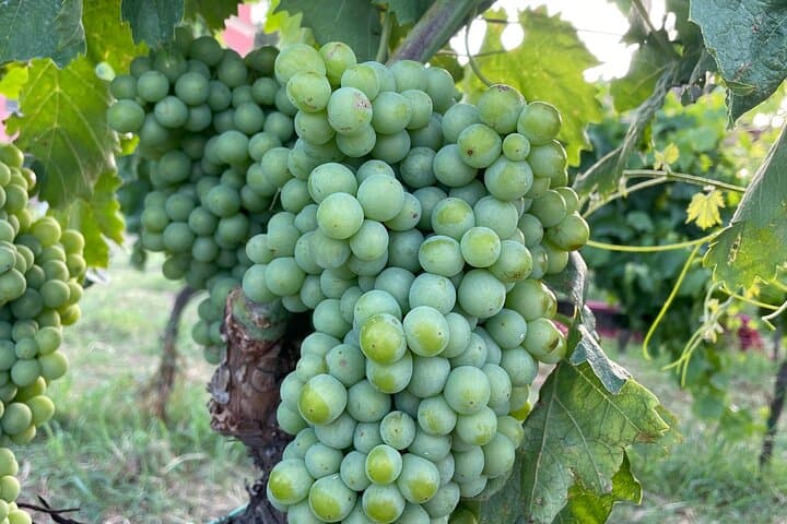 Private Etna Tour and 200 Years Old Winery Visit with Lunch
