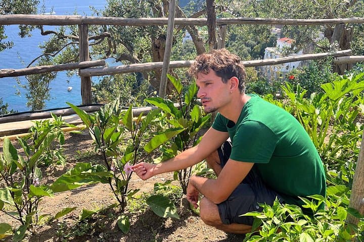 Ingredients harvesting 
 - Amalfi Heaven Gardens Cooking Class