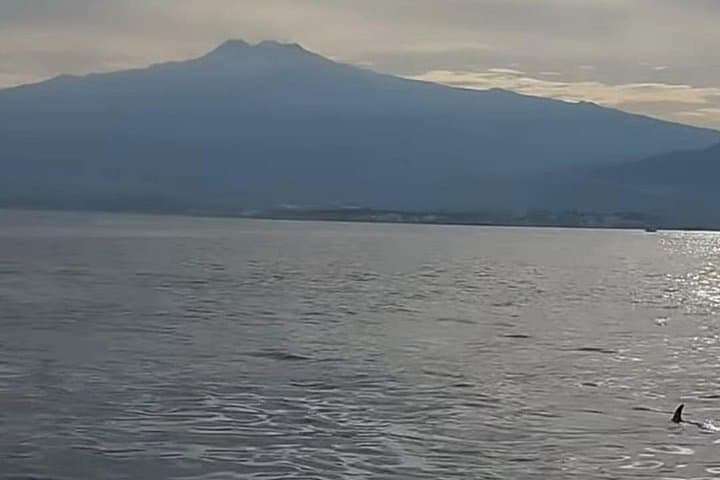 Excursions by boat: Gardens Naxos-Taormina-Isola Bella-DELFINI