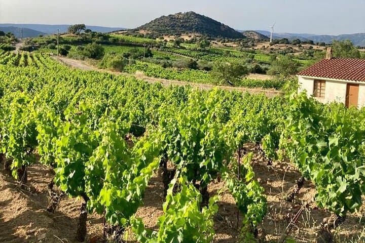 Wine tasting in Mamoiada Cannonau from historic vineyards