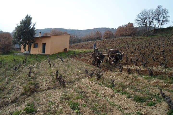 Wine tasting in Mamoiada Cannonau from historic vineyards