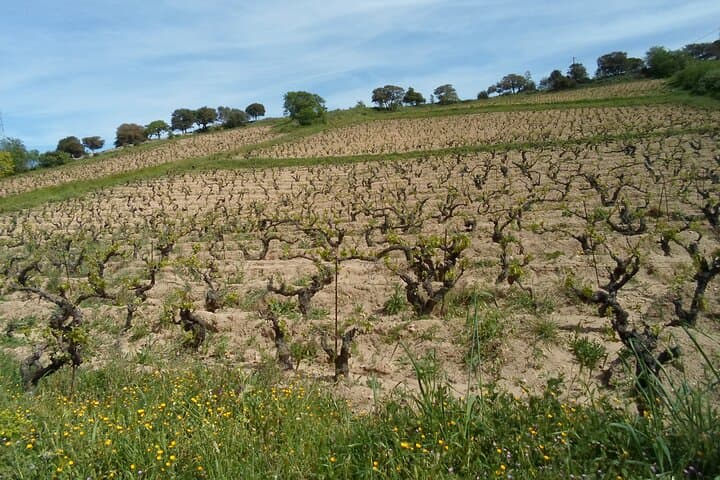 Wine tasting in Mamoiada Cannonau from historic vineyards