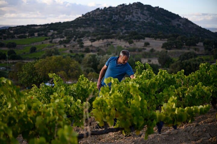 Wine tasting in Mamoiada Cannonau from historic vineyards