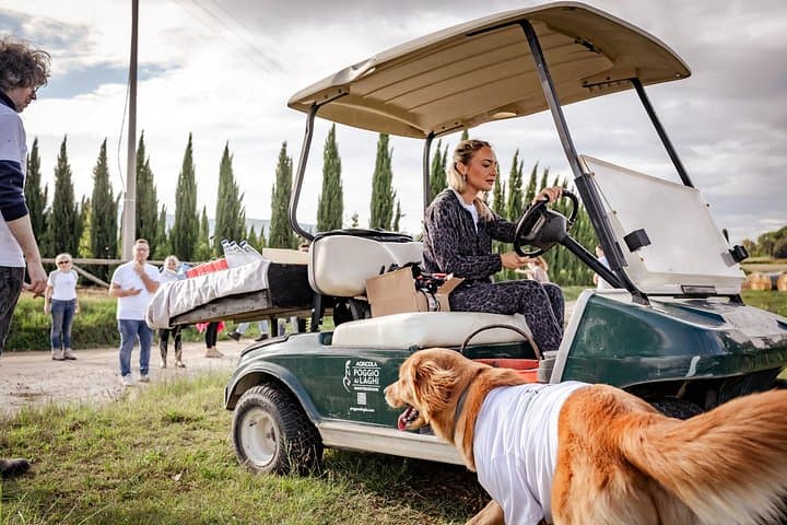 Tuscan vineyard golf cart tour with wine tasting and lunch