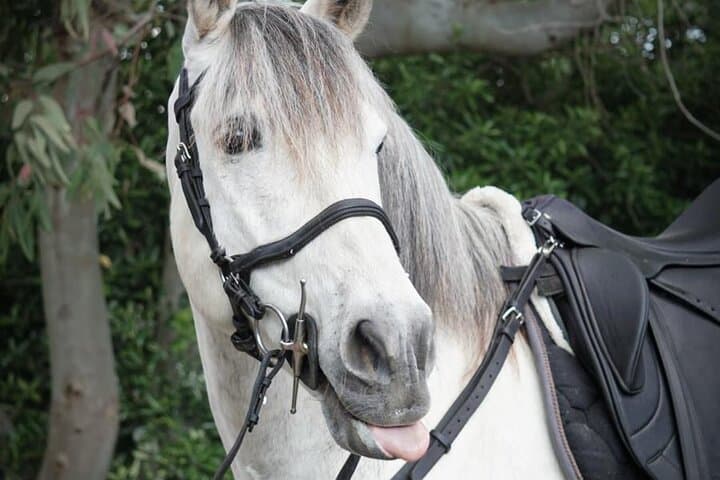 Scenic Horseback Ride, Wine Tasting & Lunch on Mt. Vesuvius