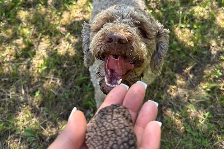 Truffle Hunting & Lunch halfway from Parma to Cinque Terre