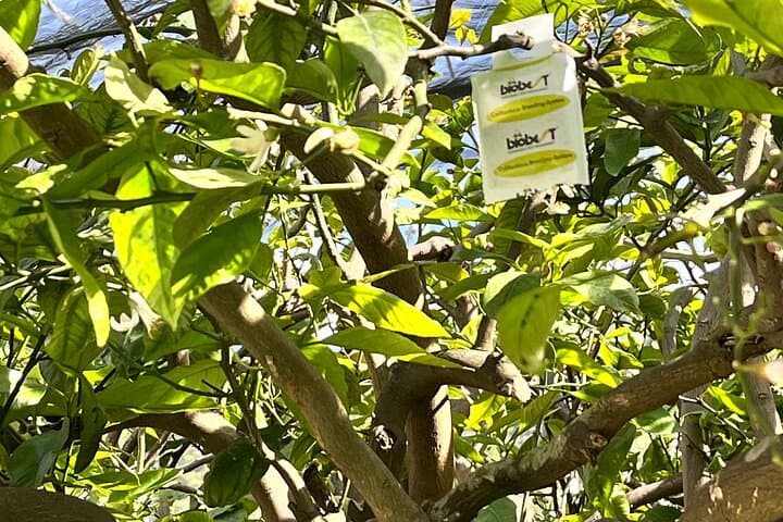Lemon Tour of the Family Farm in Minori with Tasting
