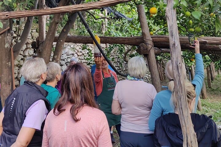 Lemon Tour of the Family Farm in Minori with Tasting