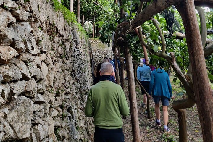 Lemon Tour of the Family Farm in Minori with Tasting