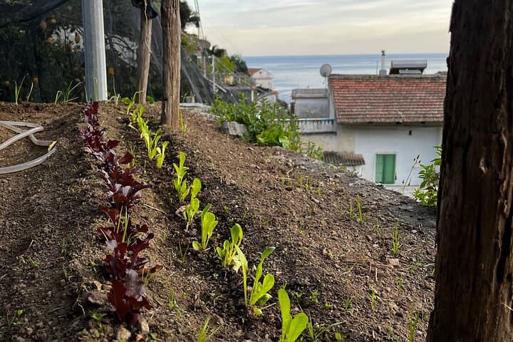 Lemon Tour of the Family Farm in Minori with Tasting