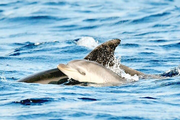 Baby Dolphin