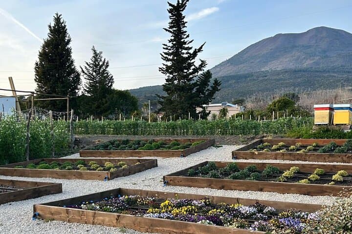 Wine Tasting on Mt. Vesuvius & Lunch