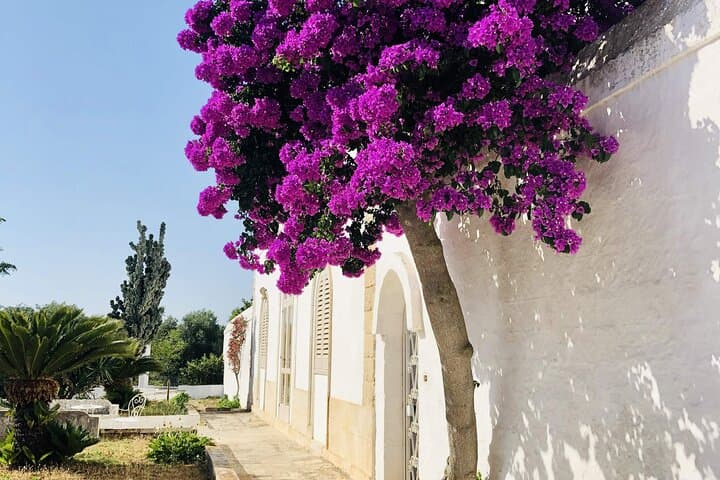 Olive Oil Tour and Tasting Experience in Ostuni