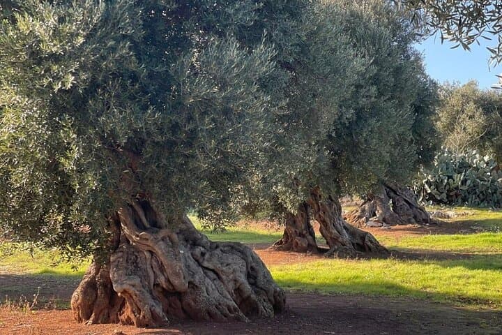 Olive Oil Tour and Tasting Experience in Ostuni