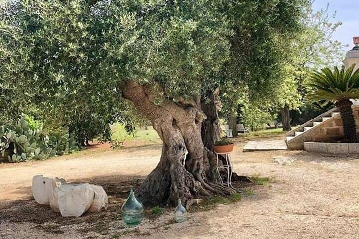 Olive Oil Tour and Tasting Experience in Ostuni
