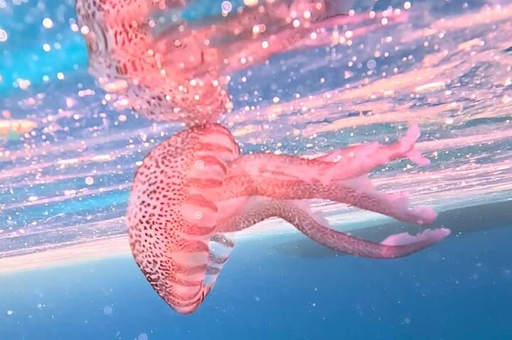 Alghero: snorkeling RIB tour in Porto Conte and Capo Caccia