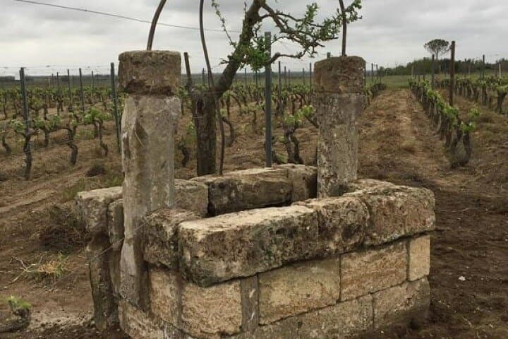 Negroamaro Wine Vineyard Tour and Tasting Experience