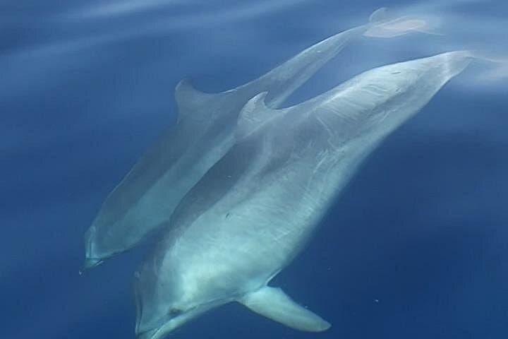 Odyssey: Lipari Tour in Private Boat, Salina Optional 4/8h