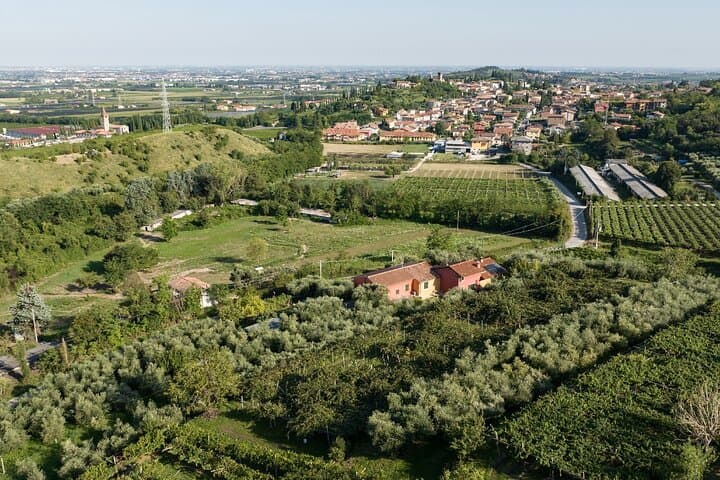 Lake Garda Olive Oil Tour & Tasting with Panoramic Views