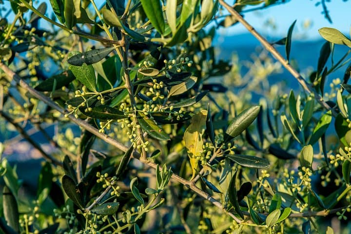 Wine and Olive Oil Full Tour in Chianti Hills