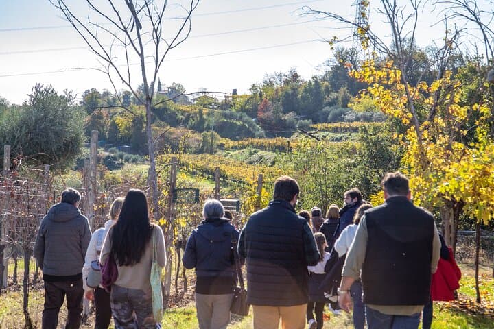 Lake Garda Olive Oil Tour & Tasting with Panoramic Views