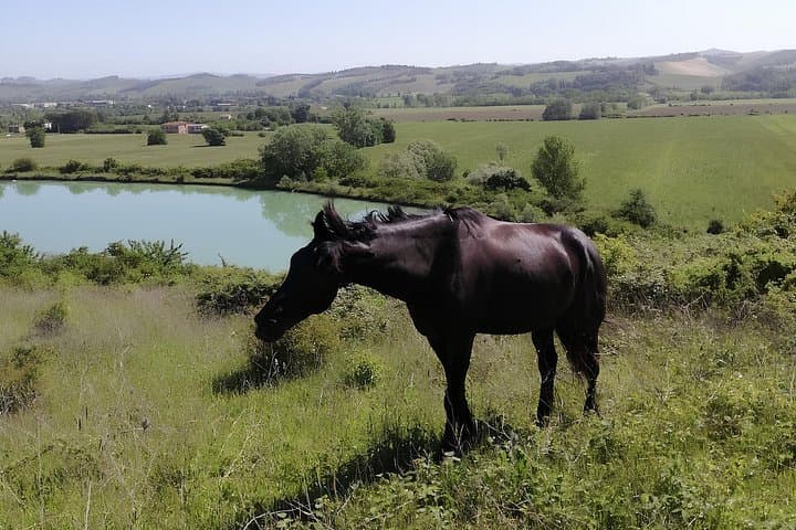 Tuscany Horseback Riding Experience in Buonconvento