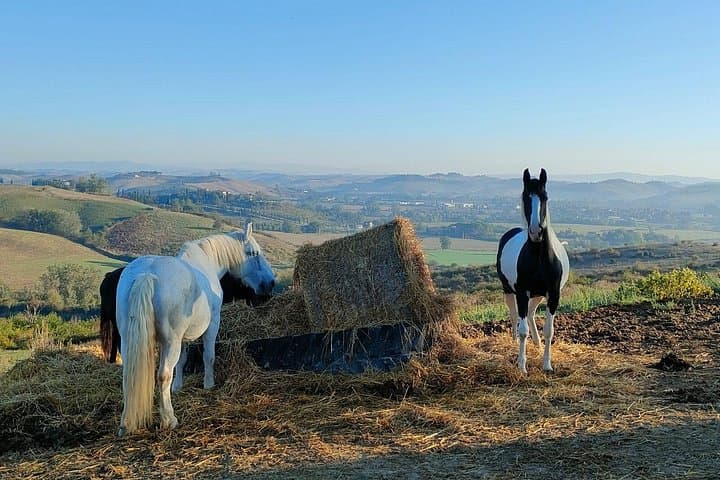 Tuscany Horseback Riding Experience in Buonconvento