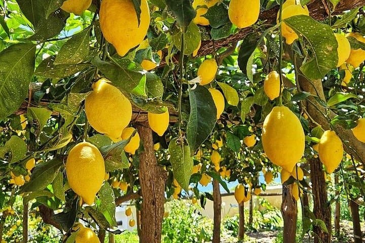 Amalfi Lemon Grove Vespa Tour Scenic Ride and Local Tasting