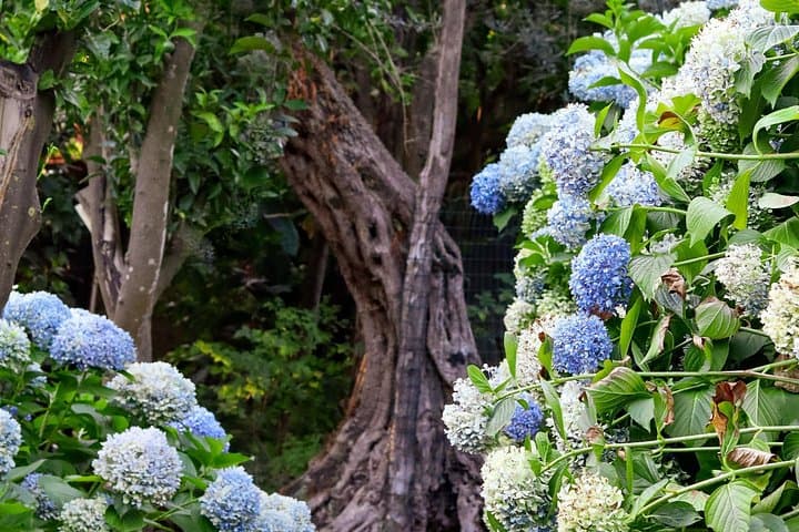 Sorrento: Farm Tour with Tasting and Picking