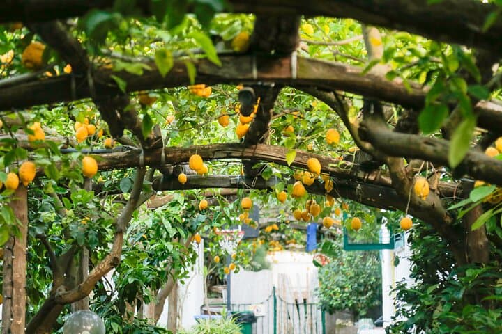 Lemon grove