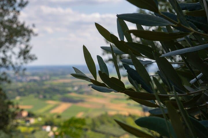 From Venice: Olive Oil & Wine Tour in the Venetian Hills