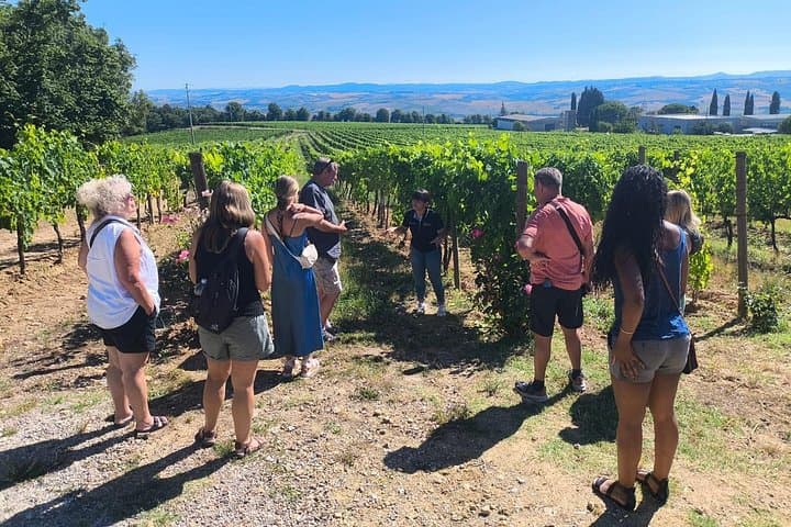 Brunello di Montalcino Wine Tour with 2 Wineries & Lunch at Farm