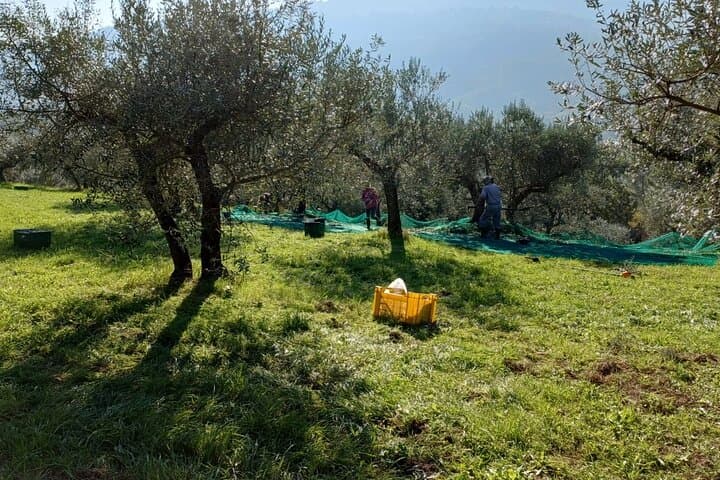 Umbria: Guided tour to Traditional Olive Oil Mill and Tasting