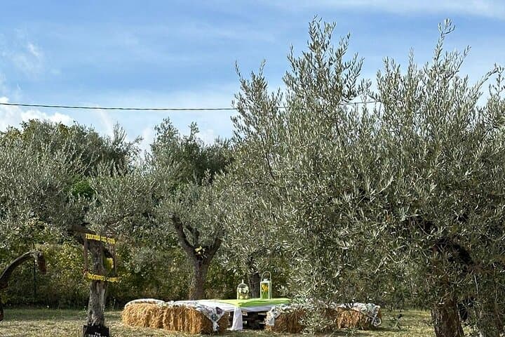Umbria: Guided tour to Traditional Olive Oil Mill and Tasting