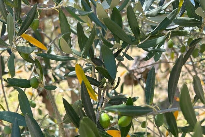 Umbria: Guided tour to Traditional Olive Oil Mill and Tasting