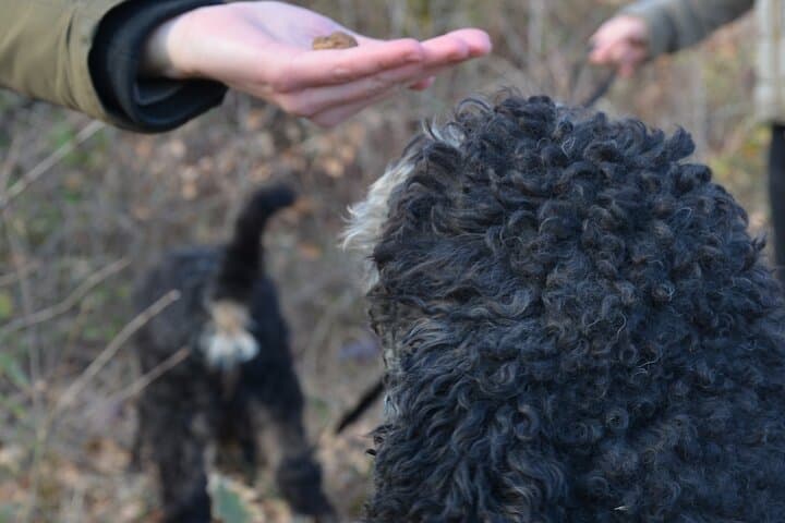 Search truffle lunch with tasting in Castellina in Chianti