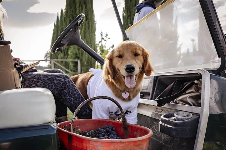 Tuscan vineyard golf cart tour with wine tasting and lunch