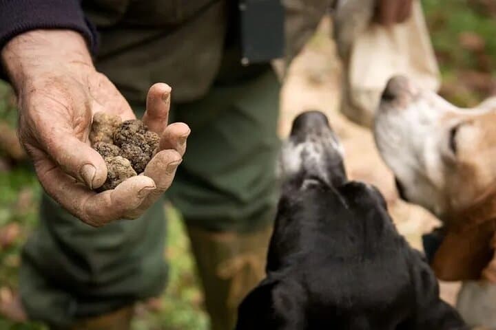 Truffle hunting with tasting in the woods