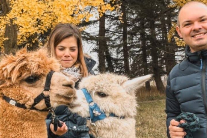 A green oasis in Turin where alpacas become travel companions.