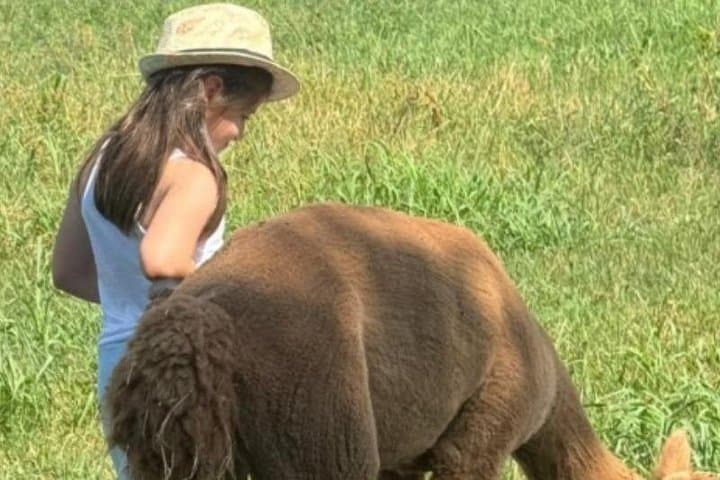 Between fields, smiles and nature: the magic of an alpaca-friendly walk.