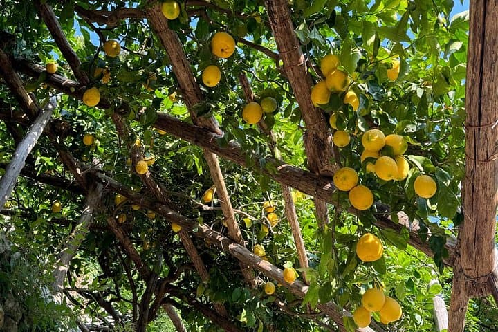 Our Organic Lemon Farm