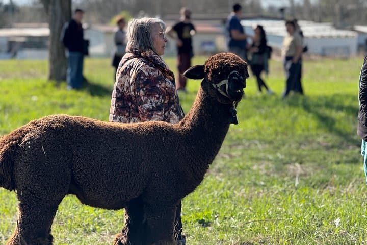 Walk with the Alpacas of Monviso in the green of Turin
