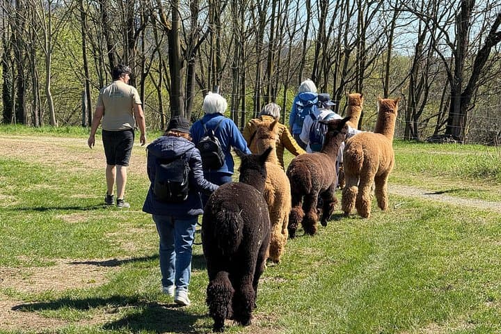 Walk with the Alpacas of Monviso in the green of Turin