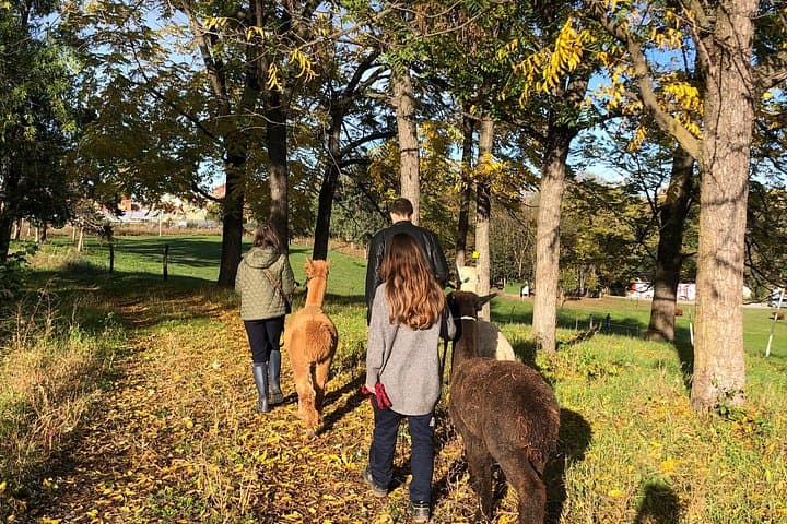 Walk with the Alpacas of Monviso in the green of Turin