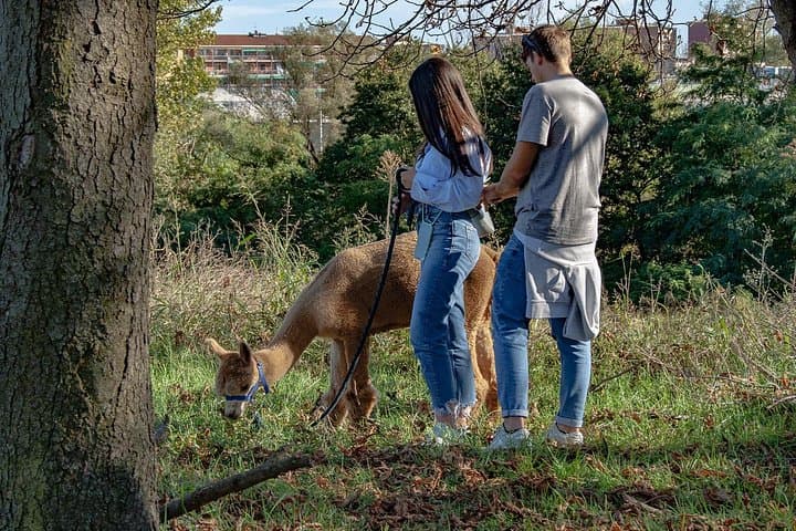Walk with the Alpacas of Monviso in the green of Turin