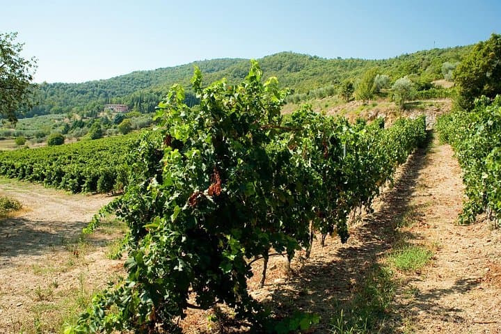 Winery Tour & Tasting near Lake Trasimeno & Perugia