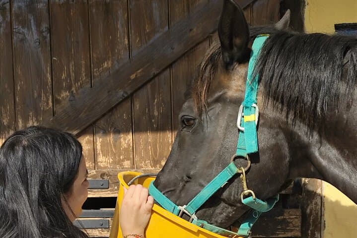 Horse Sanctuary & Trail Ride