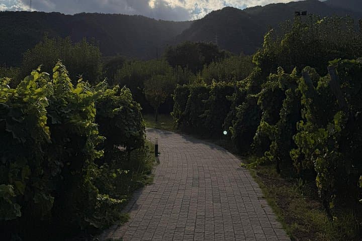 Catania: Etna Wine Tour and Culinary Experience